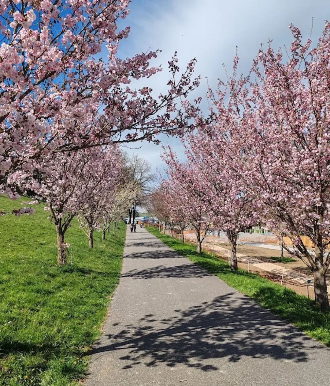 Cerisiers à fleurs d'Asie au Domaine du Tornet
